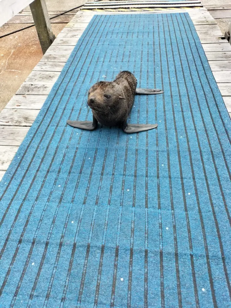 A young fur seal resting on a gangway at Chaffers Marina
